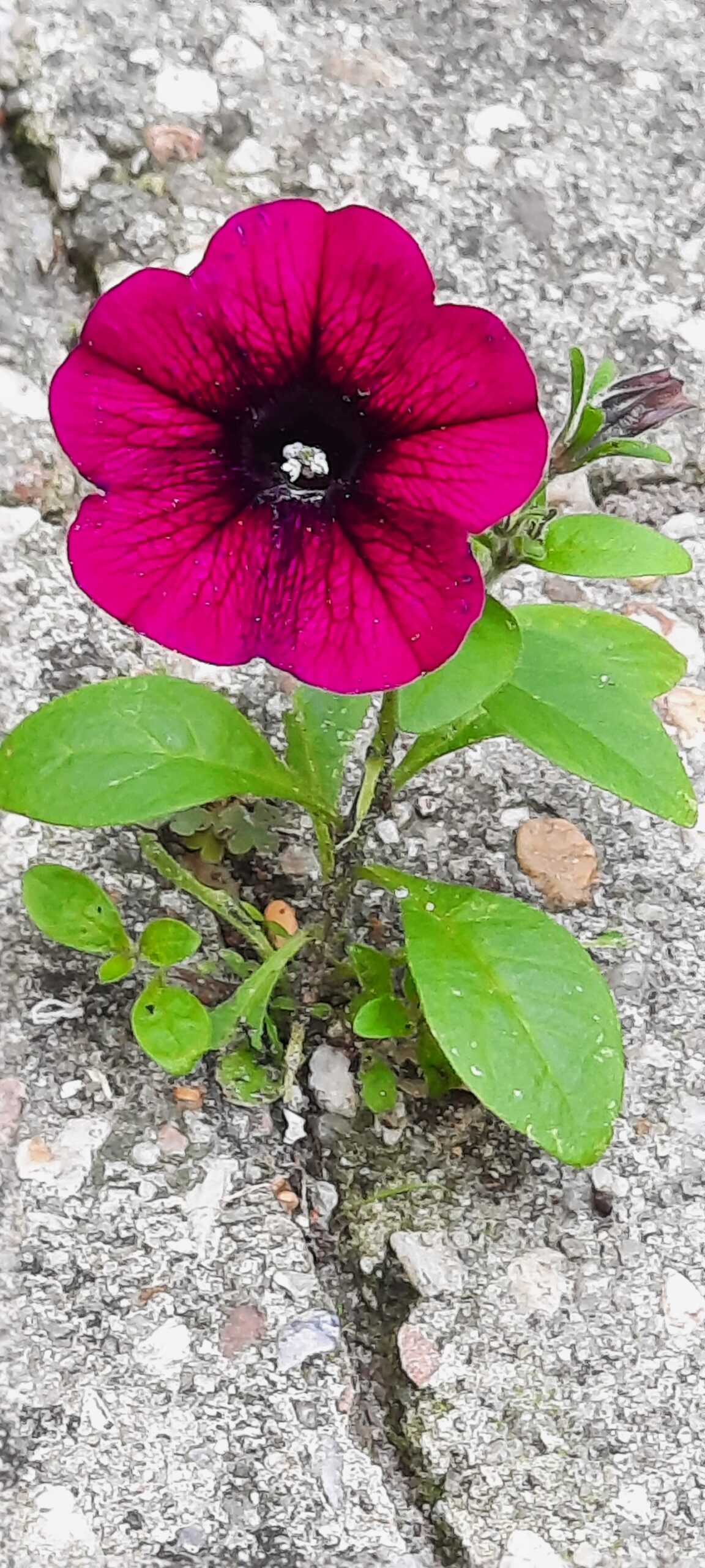 Roze bloem van Aardmoeder